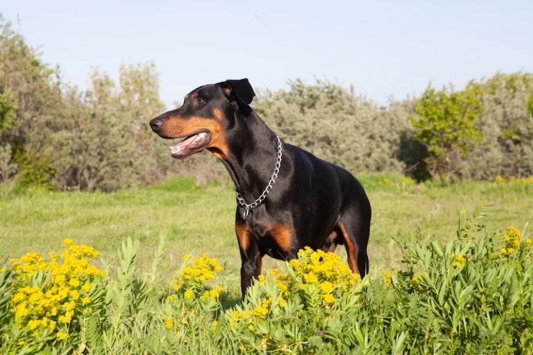 Doberman: Plemenit in močan pes, ki zahteva predanega lastnika